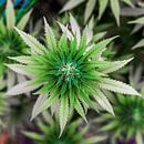 Cannabis Flower by Felix Brönnimann thumbnail