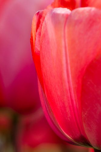 Rode tulp