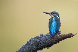 Kingfisher sitting on a fallen tree trunk by Michael Kuijl