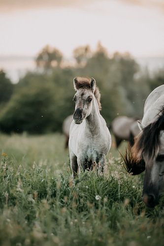 Konik-Pferdefohlen bei Sonnenuntergang im Gras