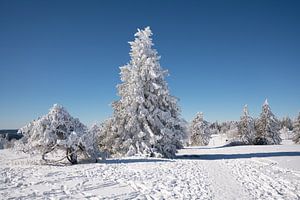 Kahler Asten, Sauerland, Deutschland