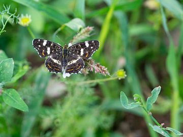 Araschnia levana Landkärtchen Schmetterling in einer Wiese von Animaflora PicsStock