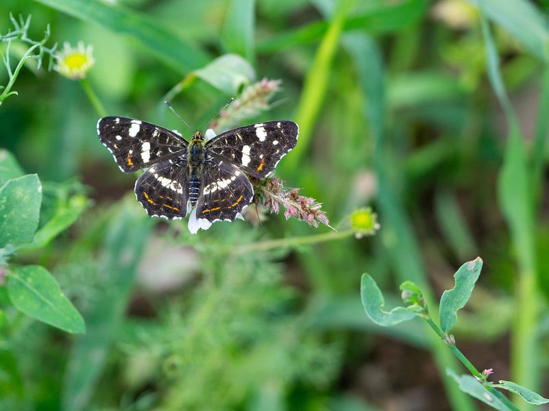 Araschnia levana Landkärtchen Schmetterling in einer Wiese von Animaflora PicsStock