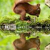 eekhoorn spiegelbeeld van Rando Kromkamp