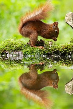 eekhoorn spiegelbeeld van Rando Kromkamp