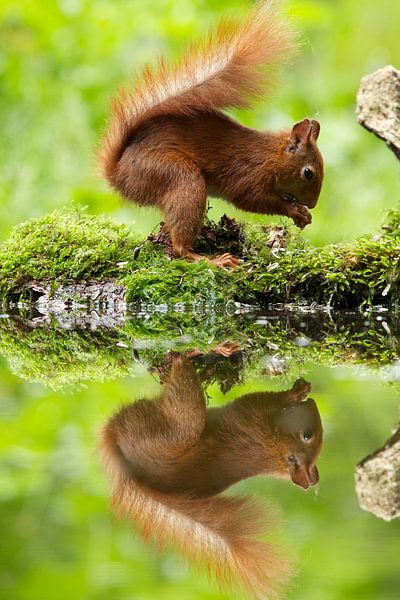 eekhoorn spiegelbeeld sur Rando Kromkamp
