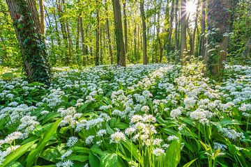 Cronesteyn polder park by Carla Matthee