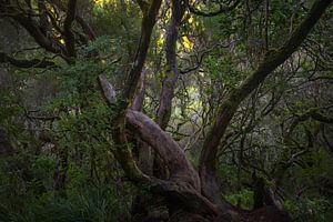 The Living Forest of Madeira