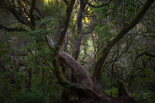 The Living Forest of Madeira van Rick Goede