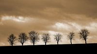 7 Bomen aan de horizon