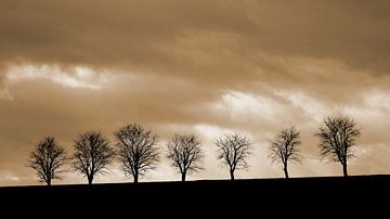 7 Trees on the horizon by Rüdiger Rebmann