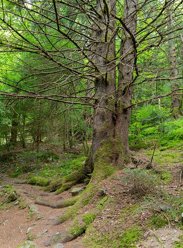 Vieux arbre dans la forêt