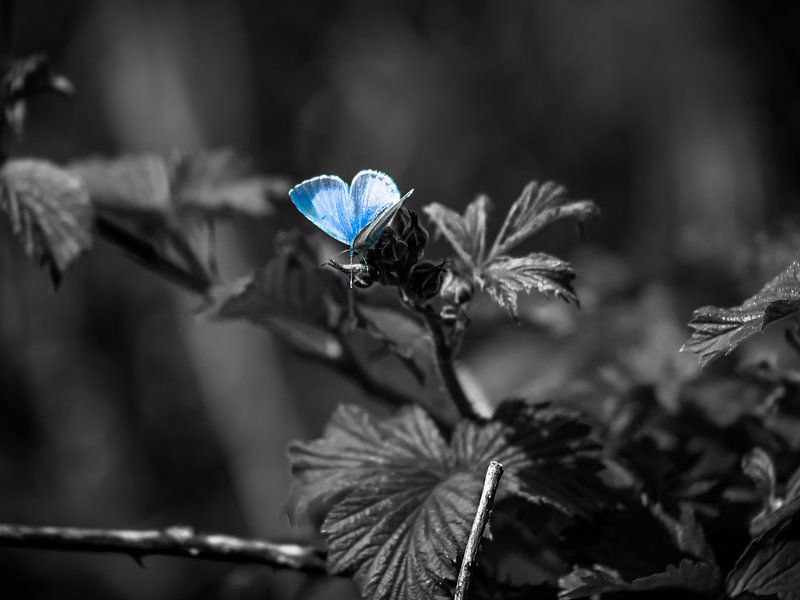 Un papillon bleu par Martijn Tilroe