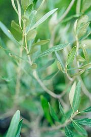 Plante sauvage sur Laura Slaa