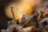 Frozen hydrangea