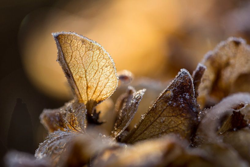 Frozen hydrangea by André Dorst