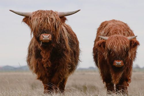 Schotse hooglanders