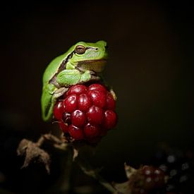 Boomkikker van Elles Rijsdijk