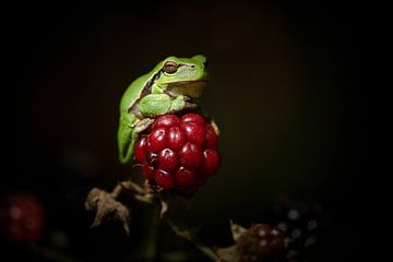 Tree frog by Elles Rijsdijk