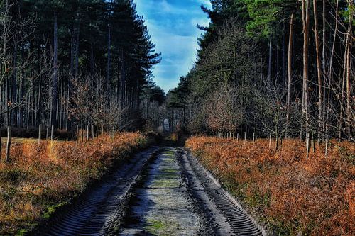 Monastery forest path