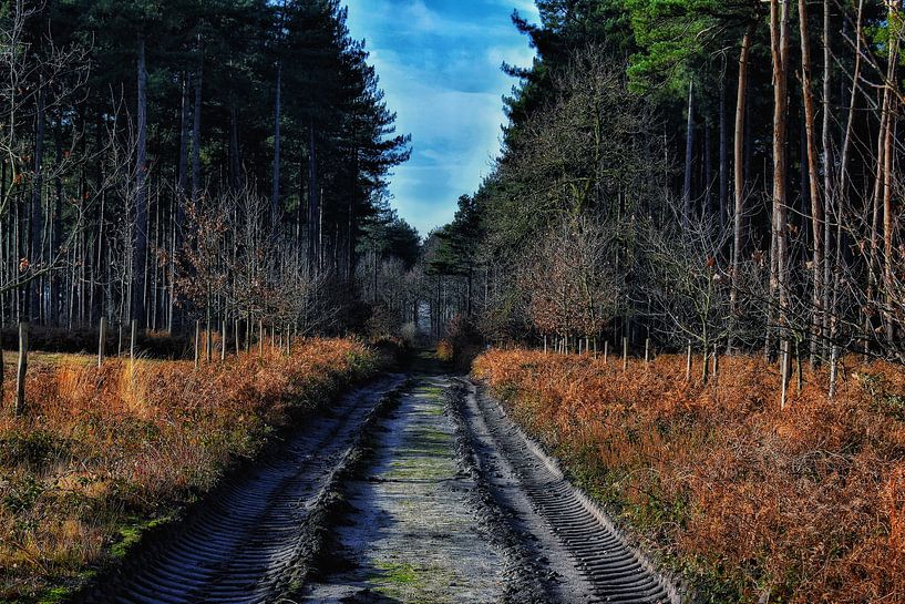 Monastery forest path by Paul Vermeeren