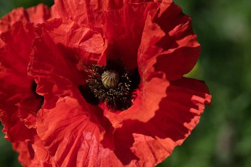 Red poppy blossom