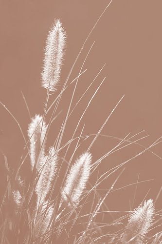 White Grasses on Mocha Mousse