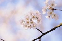 Photo de fleurs au lever du soleil