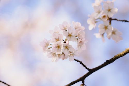 Photo de fleurs au lever du soleil sur Joyce van Galen