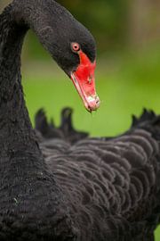 Black Beauty von Dagmar Hijmans