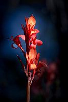 Fleur, rouge sur fond bleu