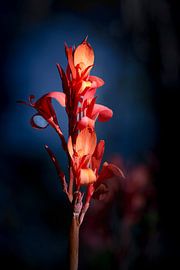 Blume, rot vor blauem Hintergrund von Arie de Korte