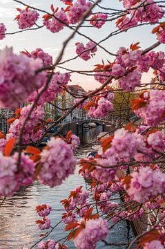 Leiden - Cerisier japonais avec vue sur le pont Millsteeg (0019) sur Reezyard