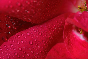 Tautropfen auf den Blütenblättern einer roten Rose