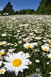 Ein Feld voller Wildblumen von Claude Laprise