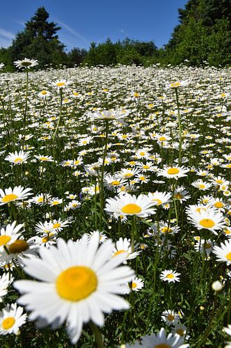 Een veld met wilde bloemen