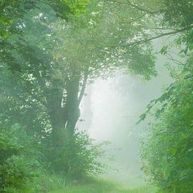 Zachte ochtend mist van LANETfotografie