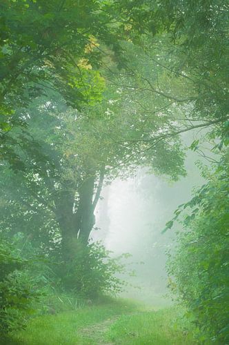 Zachte ochtend mist van LANETfotografie