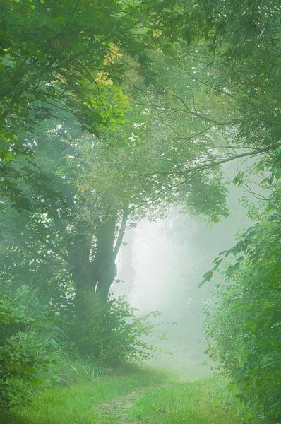 Sanfter Morgennebel von LANETfotografie