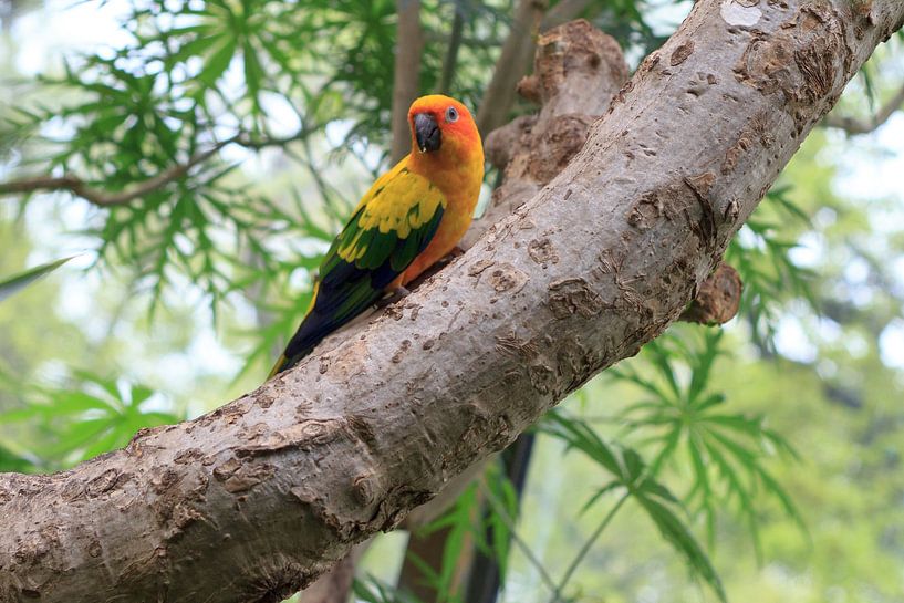 Parrot in tree von Menno van der Werf