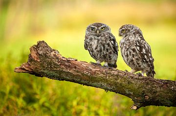 Little Owls by Dick van Duijn