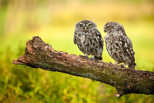 Little Owls