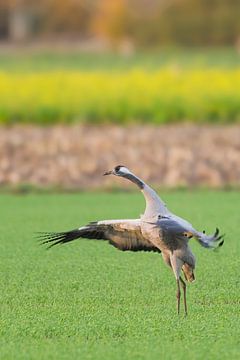 Crane bird displaying in a field during autumn migration