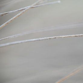 Minimaal bevroren van Miss Antenna