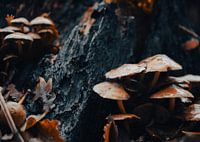Dutch Autumn Mushrooms