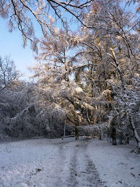 Besneeuwd bospad van M de Vos
