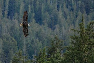 Amerikaanse Zeearend in vlucht