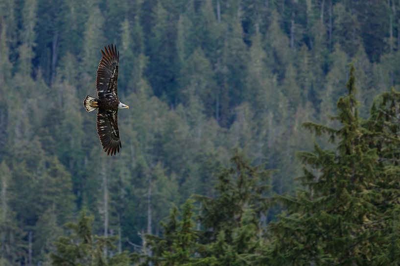 Amerikaanse Zeearend in vlucht par Menno Schaefer