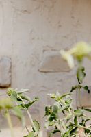 Soft green plant against a plastered wall