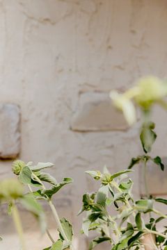 Zachtgroene plant tegen een gepleisterde muur van Annelene Simonse